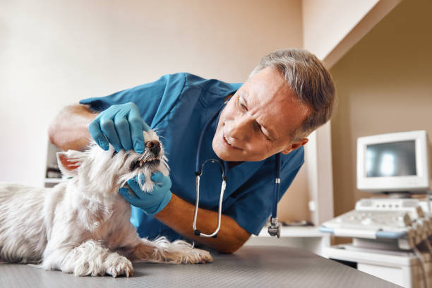 Best Emergency Treatment for Dental Infections or Abscesses in Auburn, CA
